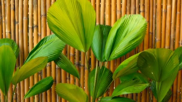 Green juicy tropical foliage. Floral spring or summer background. - Footage, Video