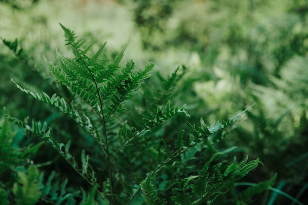 close up on fern in the forest - 写真・画像
