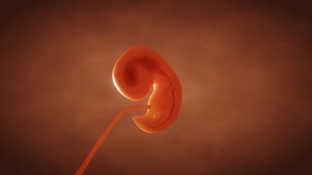 Menselijke embryo foetus groei close-up - Video