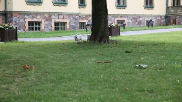 egy Arany-Vizsla kölykök játszol a parkban - Felvétel, videó