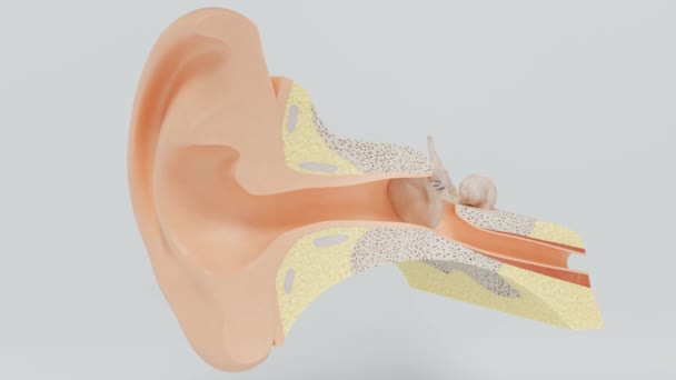 Structure interne de l'oreille interne. Oreille dans la section
. - Séquence, vidéo
