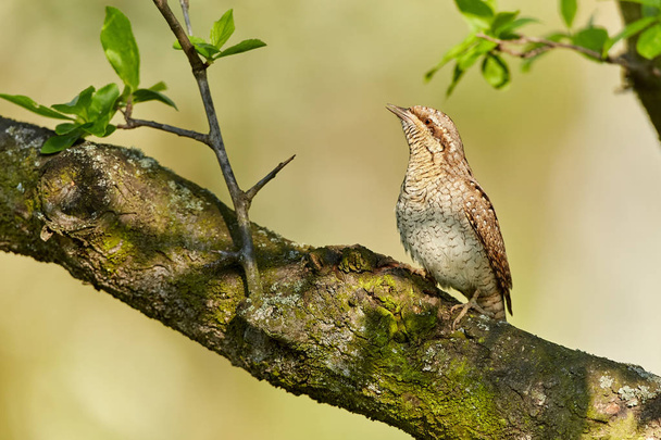 Eurasian Wryneck, Jynx torquilla sitting on the branch before green background.  - Foto, afbeelding