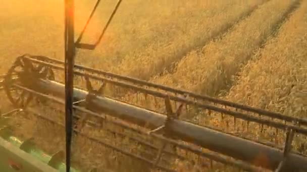 Vue depuis le cockpit de la moissonneuse batteuse rassemble le blé au coucher du soleil. Récolte des champs de céréales, campagne agricole
 - Séquence, vidéo