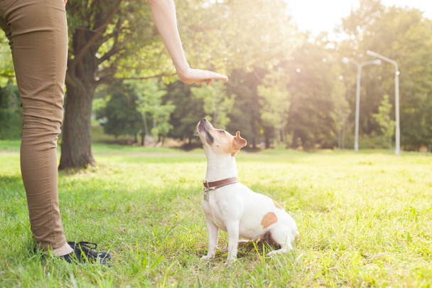 A man gives commands to a breed dog jack russel terrier which sits on the green grass in the park - Фото, изображение