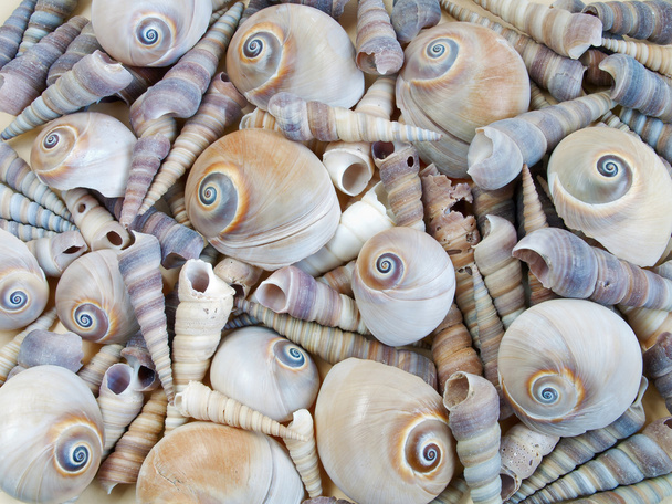 текстура морских раковин
 - Фото, изображение