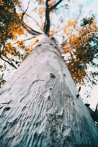 Дерево и ветви ствола видны снизу
 - Фото, изображение