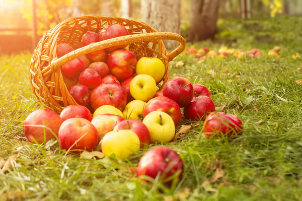 Healthy Organic Apples in the Basket on green grass in sunshine - Foto, Imagen