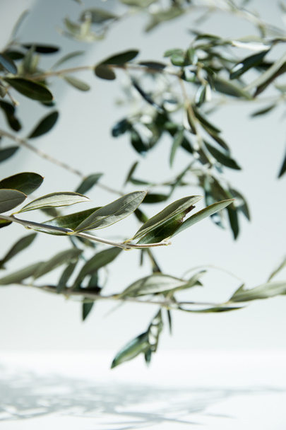 olive branches over white surface with shadow of leaves - Foto, Imagem
