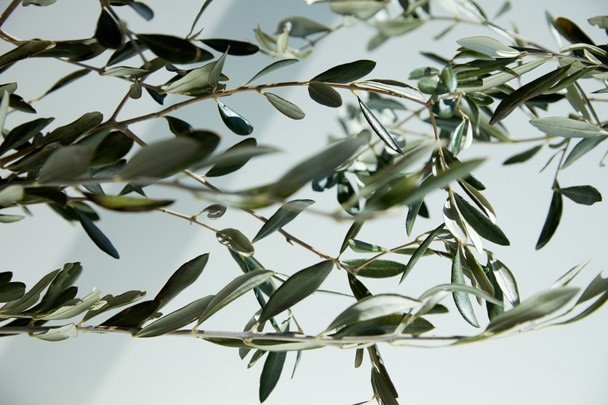 imagen de cerca de las ramas de olivo delante de la pared blanca con sombra
  - Foto, Imagen