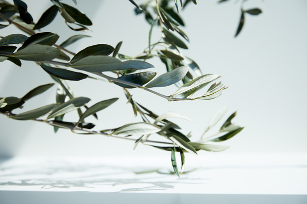 close up view of olive branches over white surface with shadow of leaves - Foto, Imagem