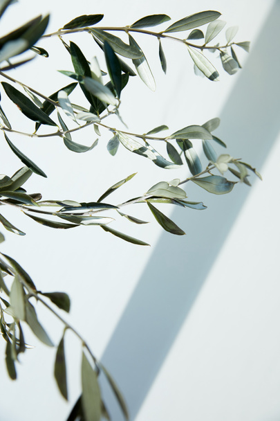 olive branches in front of white wall with shadow  - Fotoğraf, Görsel