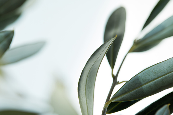 lähikuva oliivipuun oksan lehdistä hämärtyneellä pohjalla
 - Valokuva, kuva