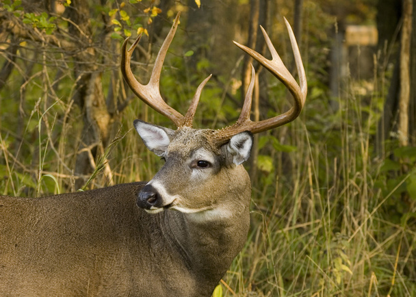 Buck Whitetail Deer - Photo, Image