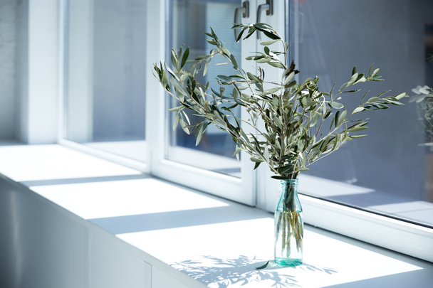 botella con ramas de olivo en el alféizar de ventana con sombra
  - Foto, Imagen
