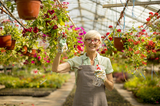 Портрет счастливой старшей флористки стоящей и использующей распылитель в большом цветочном саду
 - Фото, изображение