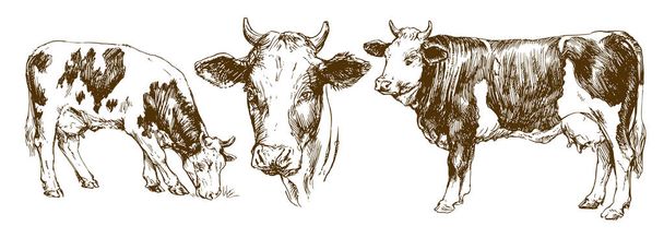 Lehmät, käsin piirretyt
. - Vektori, kuva