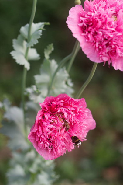 Flowers of unusual double pink poppies in the garden, bees and bumblebees gathering non-star. Selective focus. - Photo, Image