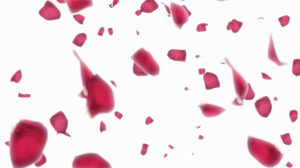 3D render eső Rózsaszirmok a fehér alapon - Fotó, kép