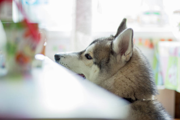  gray husky dog sitting in the kitchen - Fotó, kép