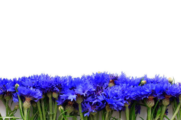 Cornflowers sobre fondo blanco con lugar para el texto
 - Foto, Imagen