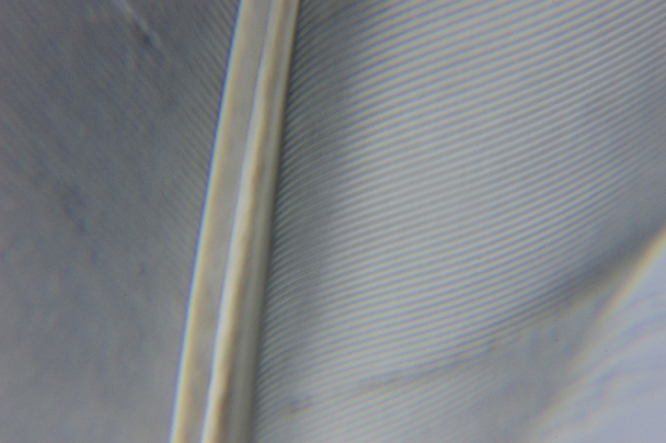 Pigeon Feather Closeup - Foto, afbeelding