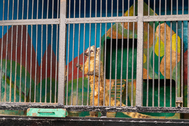 nasua cachorro sosteniendo barras en jaula en un zoológico
 - Foto, imagen