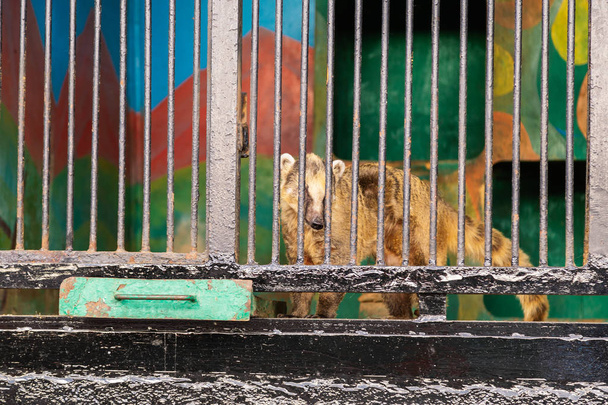 nasua filhote segurando bares na gaiola em um zoológico
 - Foto, Imagem
