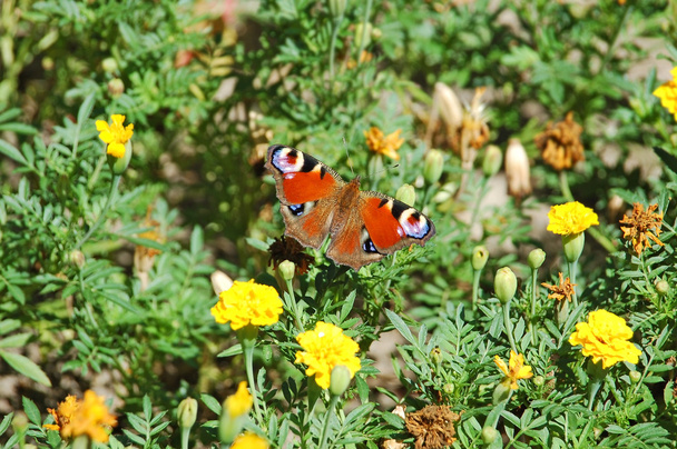 European Peacock butterfly (Inachis io) - Photo, Image