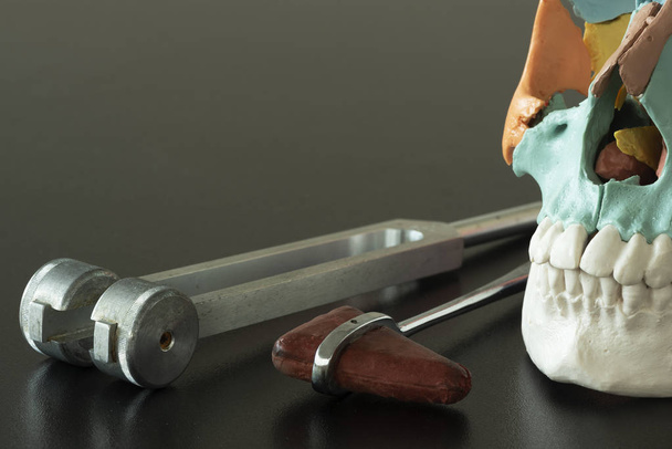 Yapay insan kafatası modeli, tuning çatal ve tıbbi ofiste tabloda refleks çekici - Fotoğraf, Görsel