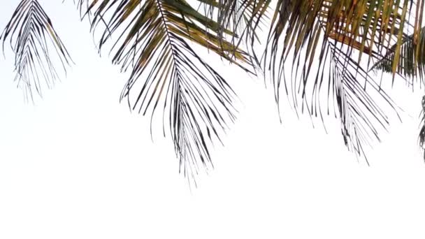 Foglie di palma soffiano dal vento su uno sfondo bianco
. - Filmati, video