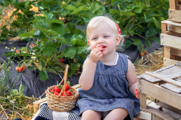 Little girl eating a strawberry on a strawberry field - Zdjęcie, obraz