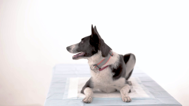dog at the vet clinic - Video, Çekim