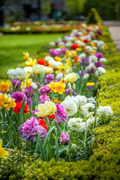 vue rapprochée de belles fleurs de ranunculus colorées dans le parc
 - Photo, image