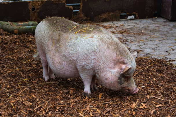 Grote witte varken staande op stro in de stal met gras op een boerderij. - Foto, afbeelding