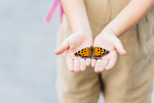 cropped shot of little child holding butterfly in hands - Photo, Image