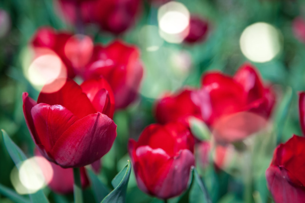 close up view of red tulips and sunlight background - Photo, image
