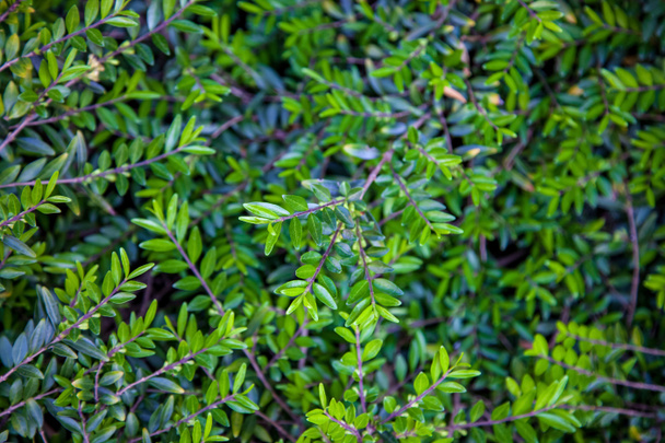 Nahaufnahme von Büschen mit grünem Laubhintergrund - Foto, Bild