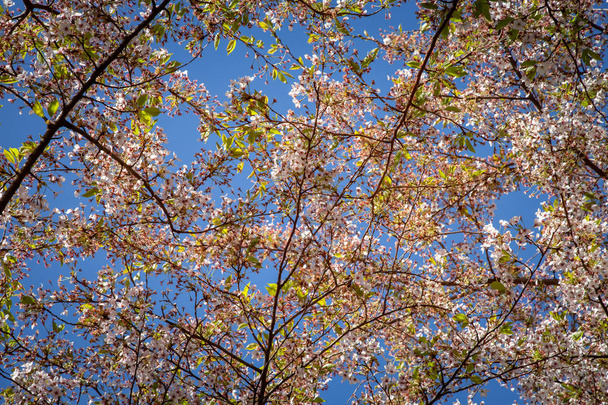 Close-up van bloeiende kersenboom tegen blauwe hemel - Foto, afbeelding