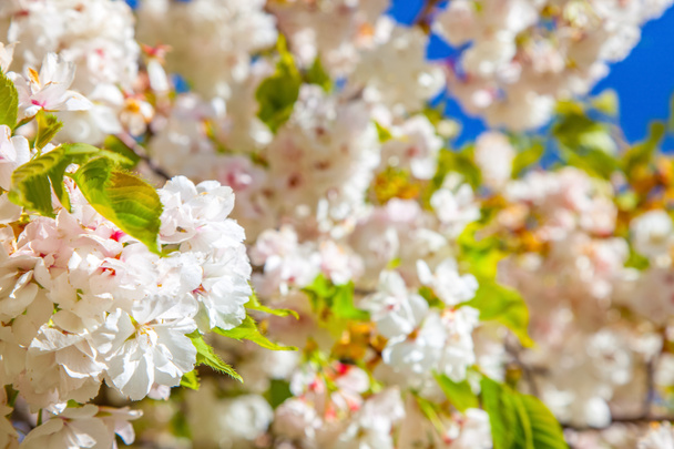 close up view of cheery tree blooming flowers background - Фото, зображення