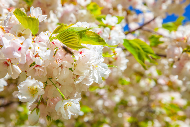 lähikuva iloisen puun kukkivat kukat tausta
 - Valokuva, kuva