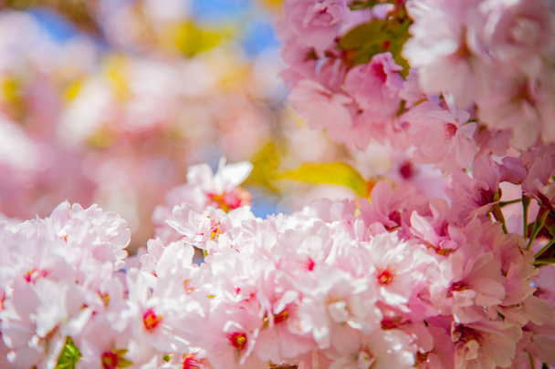 szelektív összpontosít, a gyönyörű cseresznye fa virágzik hátteret - Fotó, kép