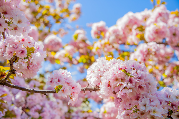 szelektív összpontosít, a gyönyörű sakura fa blossom ellen, blue sky hátteret - Fotó, kép