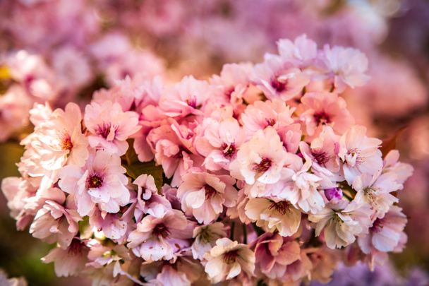 selective focus of beautiful cherry tree blossom backdrop - 写真・画像