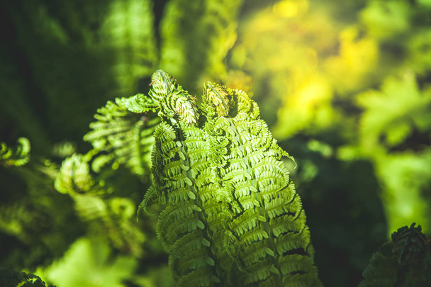 close up view of beautiful green fern and sunlight - 写真・画像