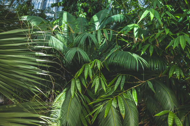 vista de cerca de hermosas palmeras con hojas verdes
 - Foto, Imagen