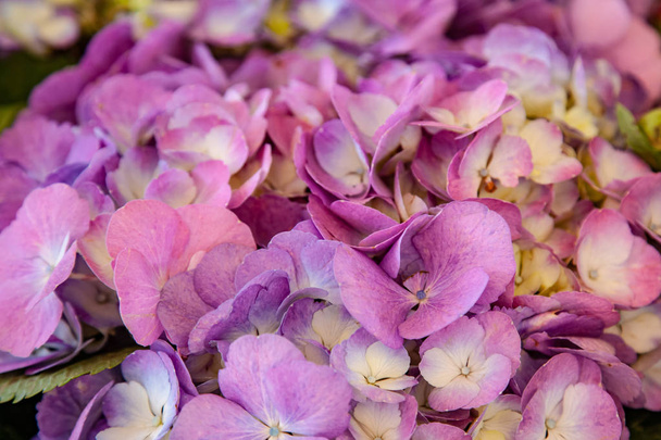 Close-up van prachtige paarse hortensia bloemen - Foto, afbeelding