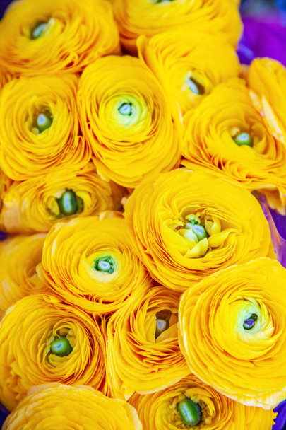 close up view of beautiful yellow ranunculus flowers backdrop - Photo, image