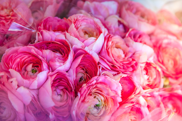 close up view of beautiful pink ranunculus flowers backdrop - Photo, Image