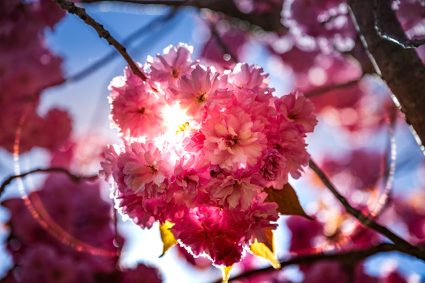 Widok piękny sakura drzewo kwiat i słońce tło z bliska - Zdjęcie, obraz