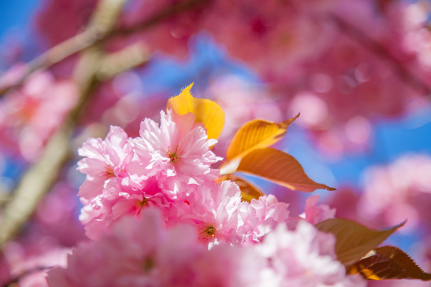 close up view of beautiful sakura tree blossom backdrop - Photo, Image